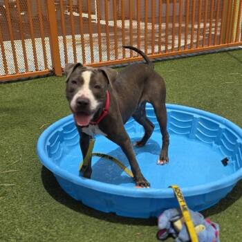 LIL DIPPER -  Pit Bull Terrier Dog for Adoption in Las Vegas, Nevada - LIL DIPPER | PetCurious