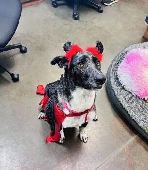 Rescue Catahoula Leopard Dog and Australian Shepherd Dogs for Adoption in Council Bluffs, Iowa - Abby | PetCurious