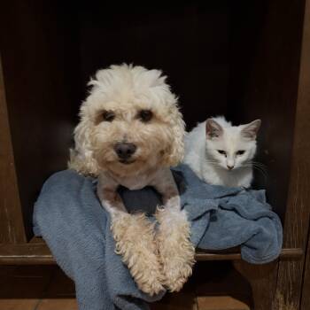 Bali -  Poodle Dog for Adoption in New York, New York - Bali | PetCurious