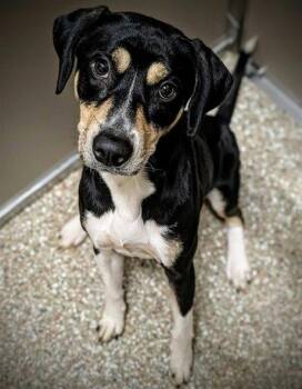 GOOSE -  Black And Tan Coonhound Dog for Adoption in Clyde, North Carolina - GOOSE | PetCurious