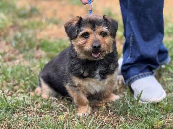 Yorkshire Terrier Dogs Available for Adoption in Meherrin, Virginia - Bridget | PetCurious