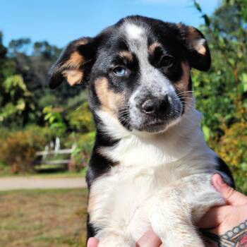 CT Bailey -  German Shepherd Dog and Mixed Breed Dog for Adoption in Stormville, New York - CT Bailey | PetCurious