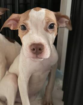 Toffee -  Mixed Breed Dog for Adoption in Cincinnati, Ohio - Toffee | PetCurious