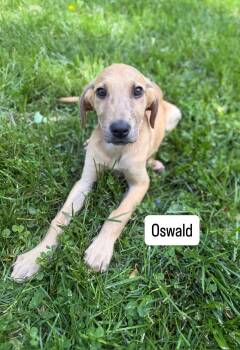 Shepherd and Catahoula Leopard Dog Dogs Available for Adoption in Roxbury Township, New Jersey - Oswald  | PetCurious