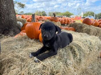 Carinet -  Labrador Retriever Dog for Adoption in San Antonio, Texas - Carinet | PetCurious