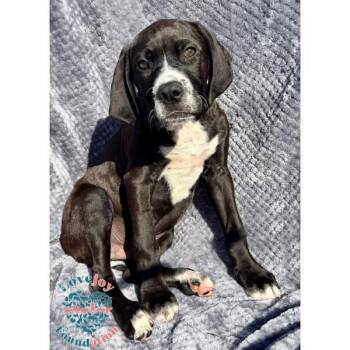 German Shorthaired Pointer and Cane Corso Dogs Available for Adoption in Inglewood, California - Saint Joseph Litter-Kane COH | PetCurious