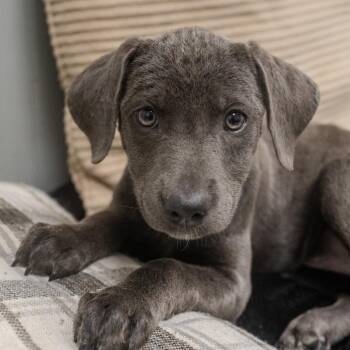 Aspen -  Labrador Retriever and Mixed Breed Dog for Adoption in Pawling, New York - Aspen | PetCurious