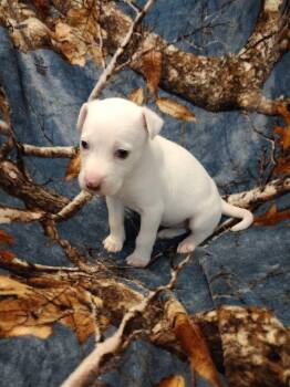 Autumn -  Terrier Dog for Adoption in Walker, Louisiana - Autumn | PetCurious