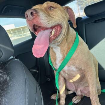 Rescue Pit Bull Terrier Dogs for Adoption in Cool, California - Munchkin | PetCurious