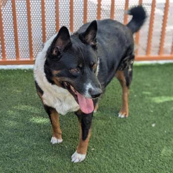 Ulf -  Australian Shepherd and Mixed Breed Dog for Adoption in Kanab, Utah - Ulf | PetCurious