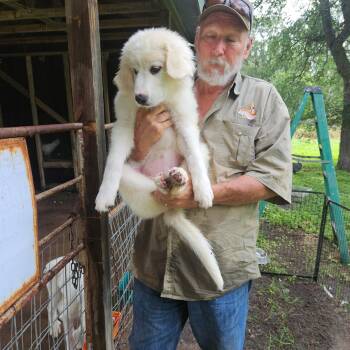 Mallow ATX -  Akbash and Great Pyrenees Dog for Adoption in Quinlan, Texas - Mallow ATX | PetCurious