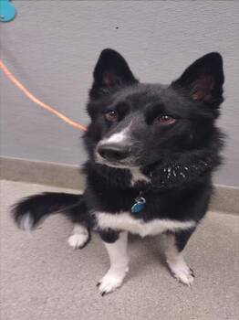 Rescue Siberian Husky and Mixed Breed Dogs for Adoption in Las Vegas, Nevada - CASH | PetCurious