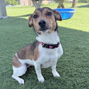 Peppermint -  Jack Russell Terrier Dog Available for Adoption in Sparta, Wisconsin - Peppermint | PetCurious