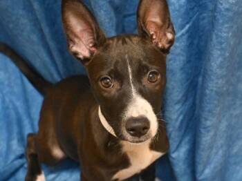 Topaz -  Pit Bull Terrier Dog for Adoption in Portland, Oregon - Topaz | PetCurious
