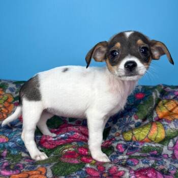 Latifah -  Chihuahua and Brussels Griffon Dog for Adoption in San Antonio, Texas - Latifah | PetCurious