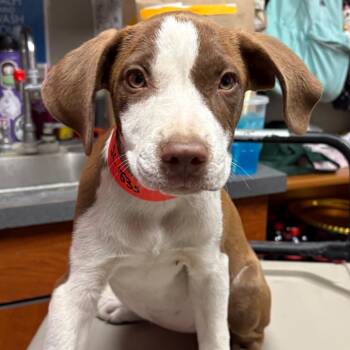 Ruby-Doo -  Mixed Breed Dog for Adoption in Yuma, Arizona - Ruby-Doo | PetCurious