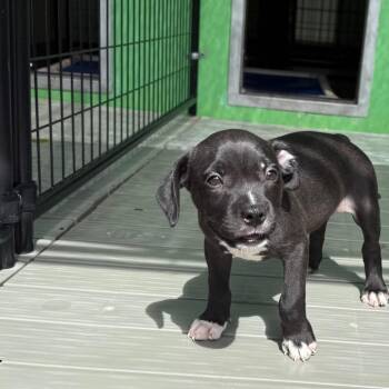 MVP -  Pit Bull Terrier and Retriever Dog for Adoption in Bradenton, Florida - MVP | PetCurious