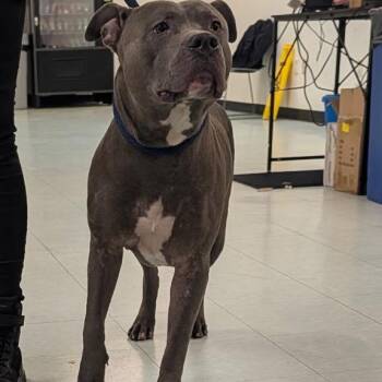 Jayce -  Mixed Breed Dog for Adoption in Philadelphia, Pennsylvania - Jayce | PetCurious