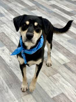 Rescue Rottweiler and Shepherd Dogs for Adoption in Lufkin, Texas - Shooter | PetCurious