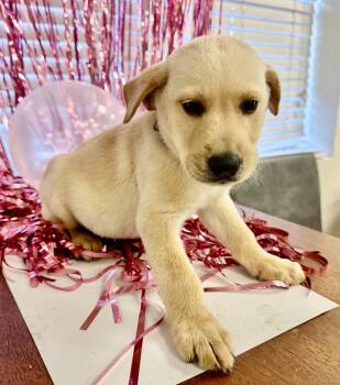 Willie -  Labrador Retriever and Feist Dog for Adoption in Gallatin, Tennessee - Willie | PetCurious