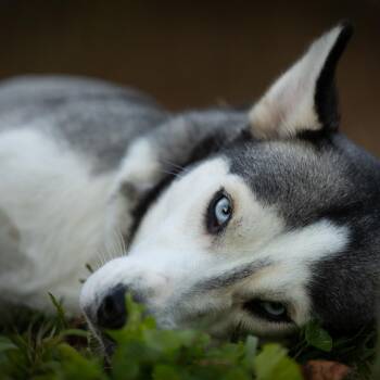 Blue -  Husky Dog for Adoption in Rossville, Georgia - Blue | PetCurious