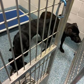 Clover -  Black Labrador Retriever Dog for Adoption in Greensboro, North Carolina - Clover | PetCurious