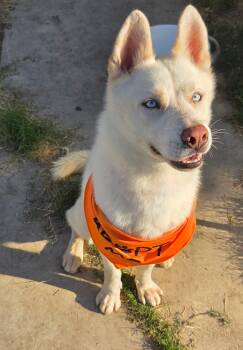 Rescue Husky Dogs for Adoption - Hoku | PetCurious