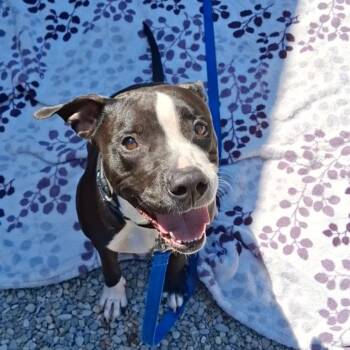 Belarus -  Mixed Breed Dog Available for Adoption in Fairport, New York - Belarus | PetCurious