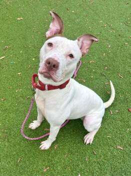 Rescue Mixed Breed Dogs for Adoption in West Chester, Pennsylvania - Dove | PetCurious