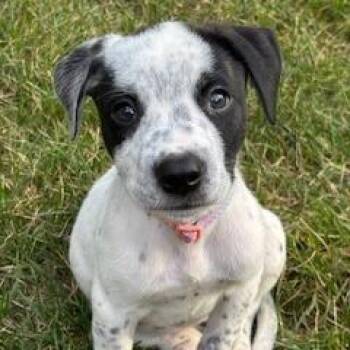 Luna D71083 -  Australian Shepherd and Mixed Breed Dog for Adoption in Minnetonka, Minnesota - Luna D71083 | PetCurious