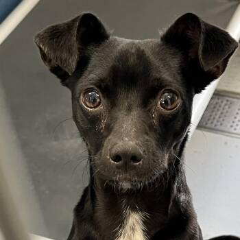Mercer -  Chihuahua and Mixed Breed Dog for Adoption in San Francisco, California - Mercer | PetCurious