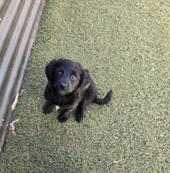 Nizhoni -  Cocker Spaniel and Beagle Dog for Adoption in Apache Junction, Arizona - Nizhoni | PetCurious