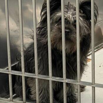Fluffy Frontier Pharmacist -  Mixed Breed Dog for Adoption in Davenport, Iowa - Fluffy Frontier Pharmacist | PetCurious