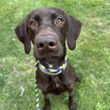 German Shorthaired Pointer Dogs Available for Adoption in Philadelphia, Pennsylvania - Tanner | PetCurious
