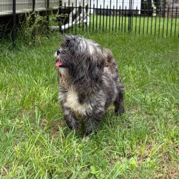 Shih Tzu Dogs Available for Adoption in Houston, Texas - Cowrie | PetCurious