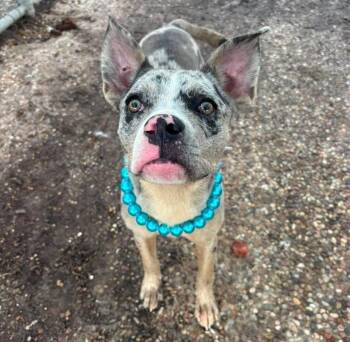 Leo -  Pit Bull Terrier Dog for Adoption in Sedalia, Colorado - Leo | PetCurious