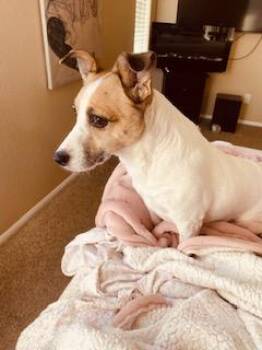 Jack Russell Terrier Dogs Available for Adoption in Moorpark, California - Betty  | PetCurious