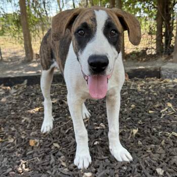 Stanley -  American Foxhound Dog for Adoption in Krum, Texas - Stanley | PetCurious