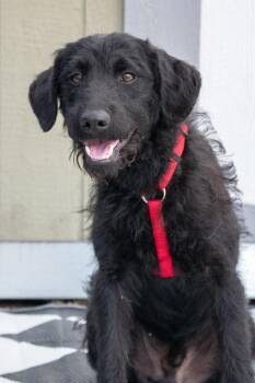 Stevie -  Poodle and Wirehaired Terrier Dog for Adoption in Savage, Minnesota - Stevie | PetCurious