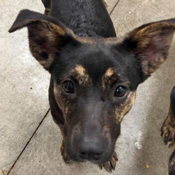 Rottweiler and Shepherd Dogs Available for Adoption in Muncie, Indiana - Miley | PetCurious
