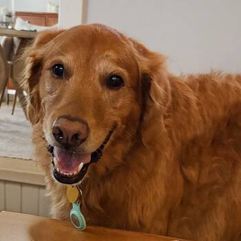 Cooper (25-244) -  Golden Retriever Dog for Adoption in Minnetonka, Minnesota - Cooper (25-244) | PetCurious