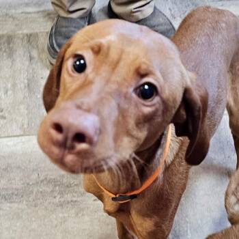 Orville -  Vizsla and Catahoula Leopard Dog Dog for Adoption in Grinnell, Iowa - Orville | PetCurious