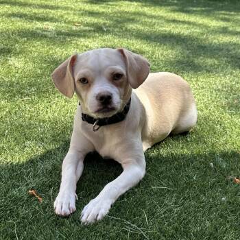 Snowstorm -  Mixed Breed Dog for Adoption in Naperville, Illinois - Snowstorm | PetCurious