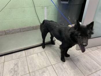 Chow Chow and Mixed Breed Dogs Available for Adoption - CHER | PetCurious