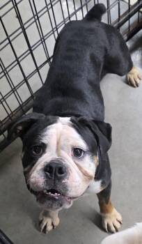 Penny -  English Bulldog Dog for Adoption in Momence, Illinois - Penny | PetCurious