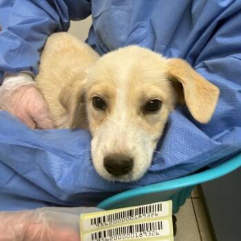 Ivory -  Mixed Breed Dog for Adoption in Charleston, West Virginia - Ivory | PetCurious