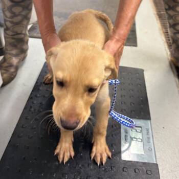 Slinky -  Black Labrador Retriever and Australian Shepherd Dog for Adoption in Pennsville Township, New Jersey - Slinky | PetCurious