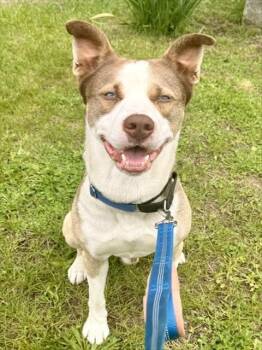 Husky and Staffordshire Bull Terrier Dogs Available for Adoption in Dedham, Massachusetts - BUSTA | PetCurious