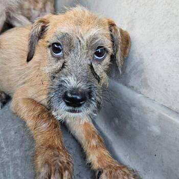 Terrier and Mixed Breed Dogs Available for Adoption in Lake Jackson, Texas - Anna | PetCurious
