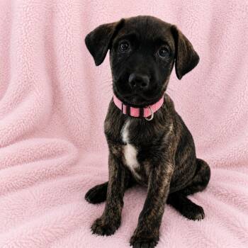 Dutch Shepherd and Terrier Dogs Available for Adoption in Poway, California - Penny | PetCurious